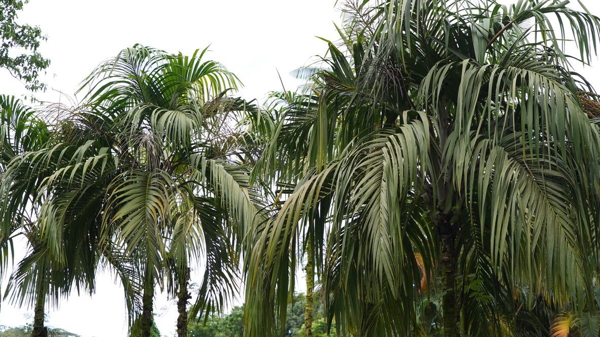 Nephrosperma vanhoutteanum — houseplant care guide