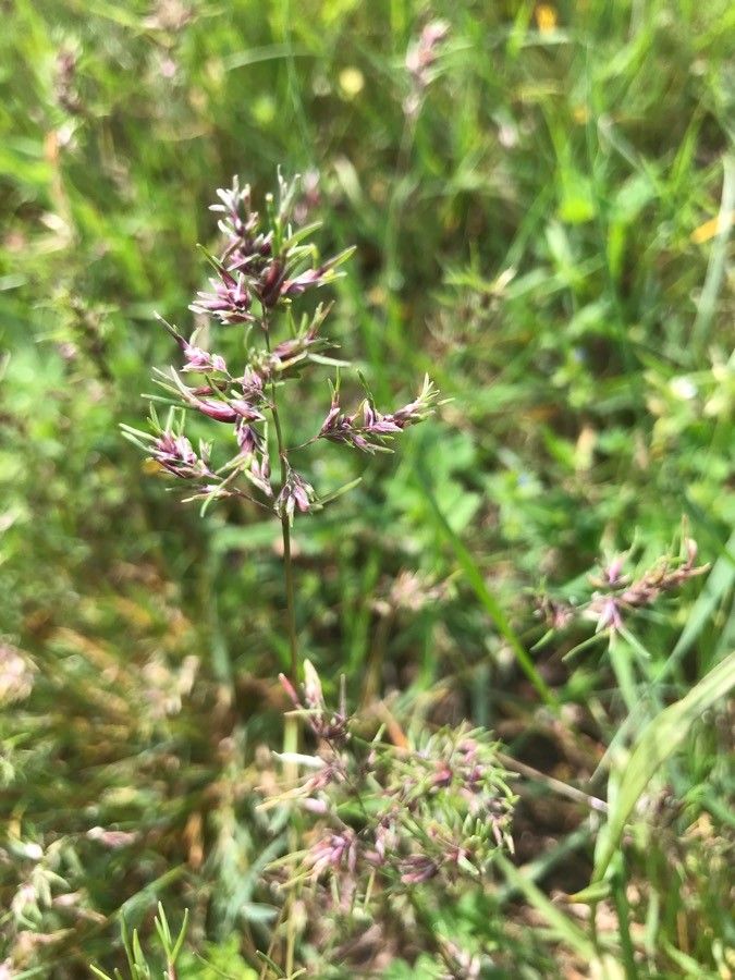 Poa badensis flower