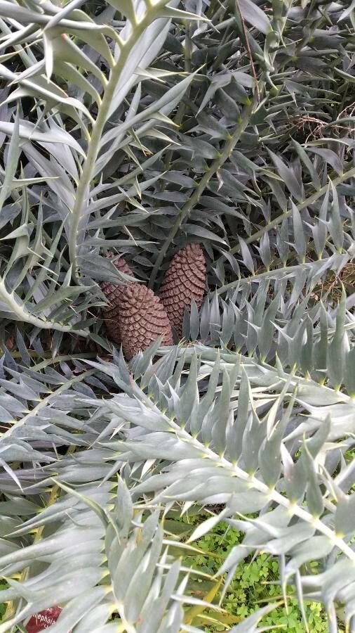 Encephalartos horridus flower