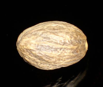 Euphorbia mesembrianthemifolia fruit