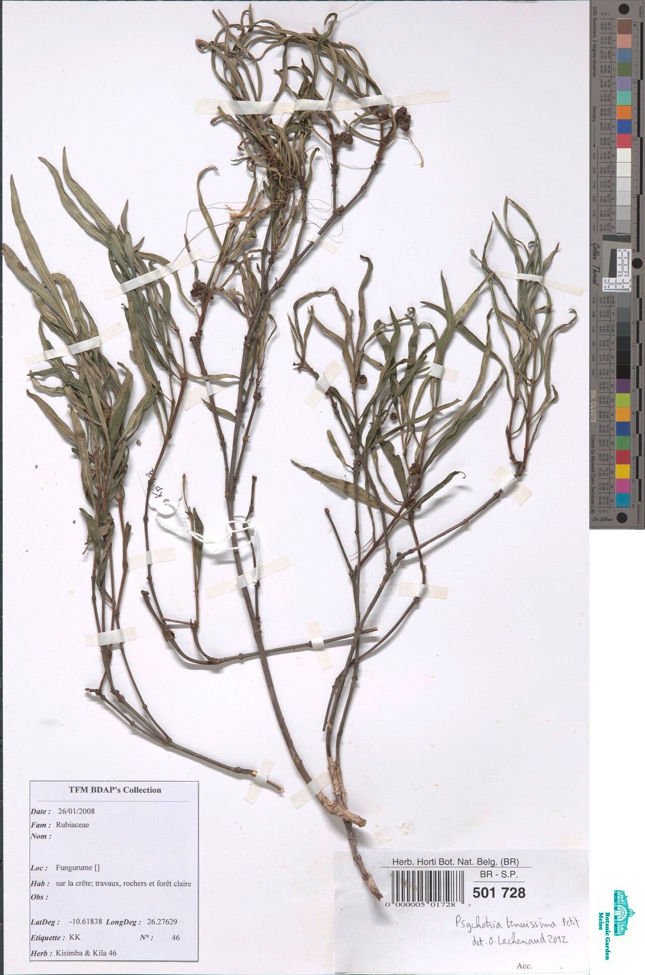 Psychotria tenuissima — houseplant care guide