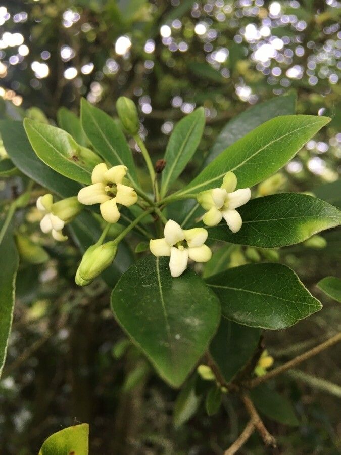 Pittosporum truncatum flower