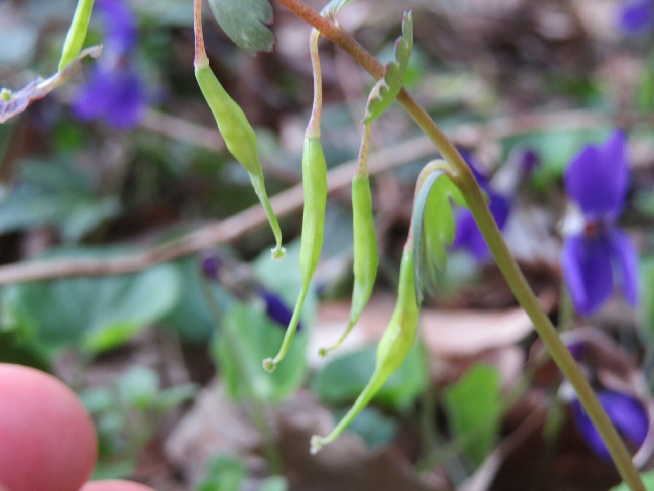Corydalis solida fruit