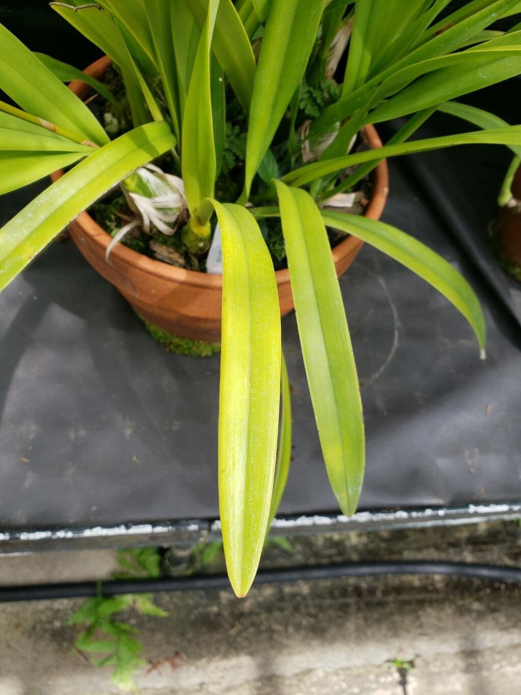Encyclia plicata — houseplant care guide