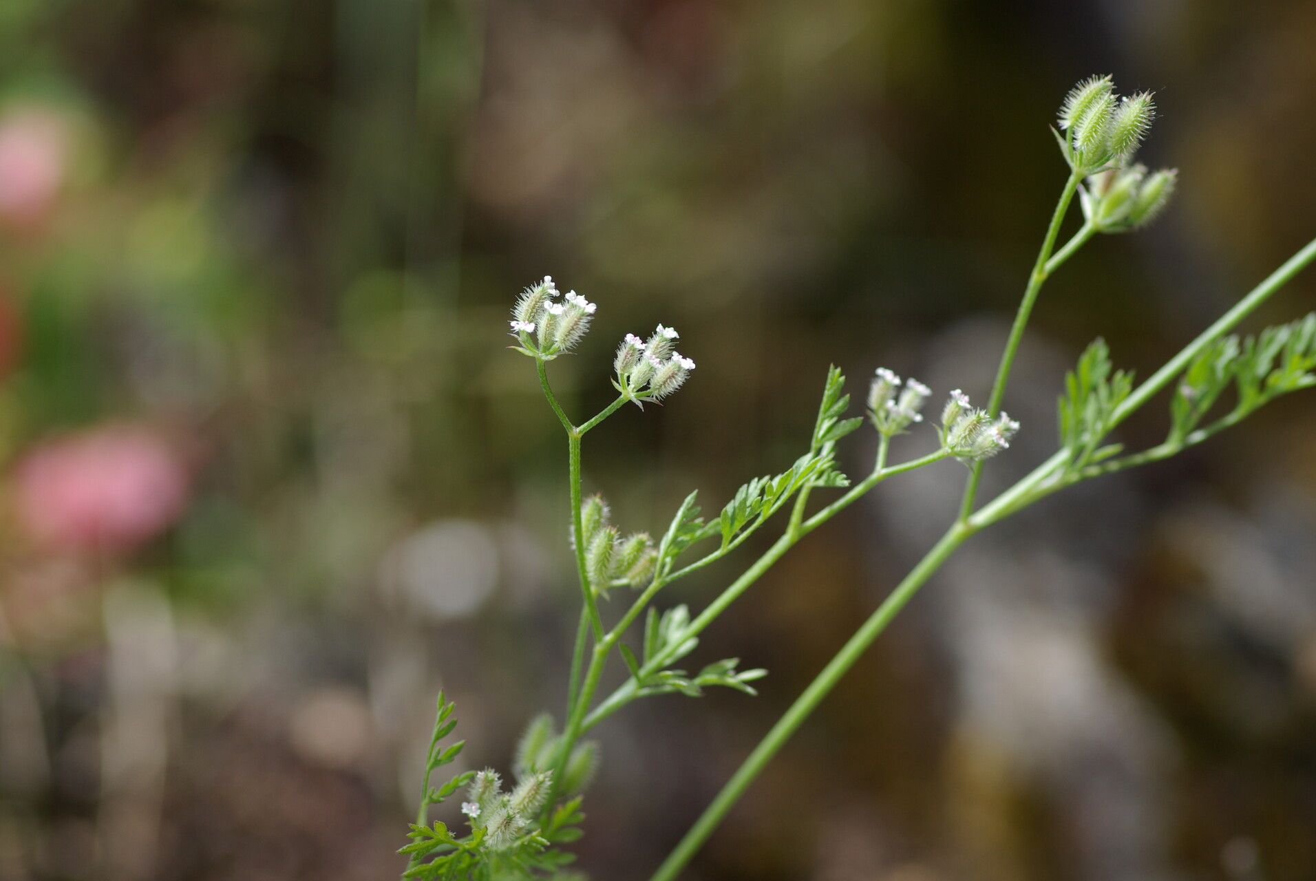 Torilis leptophylla fruit