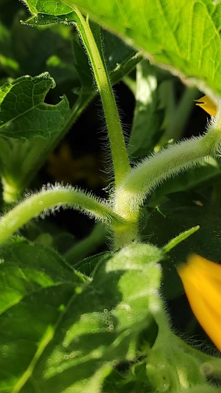 Chrysogonum virginianum bark