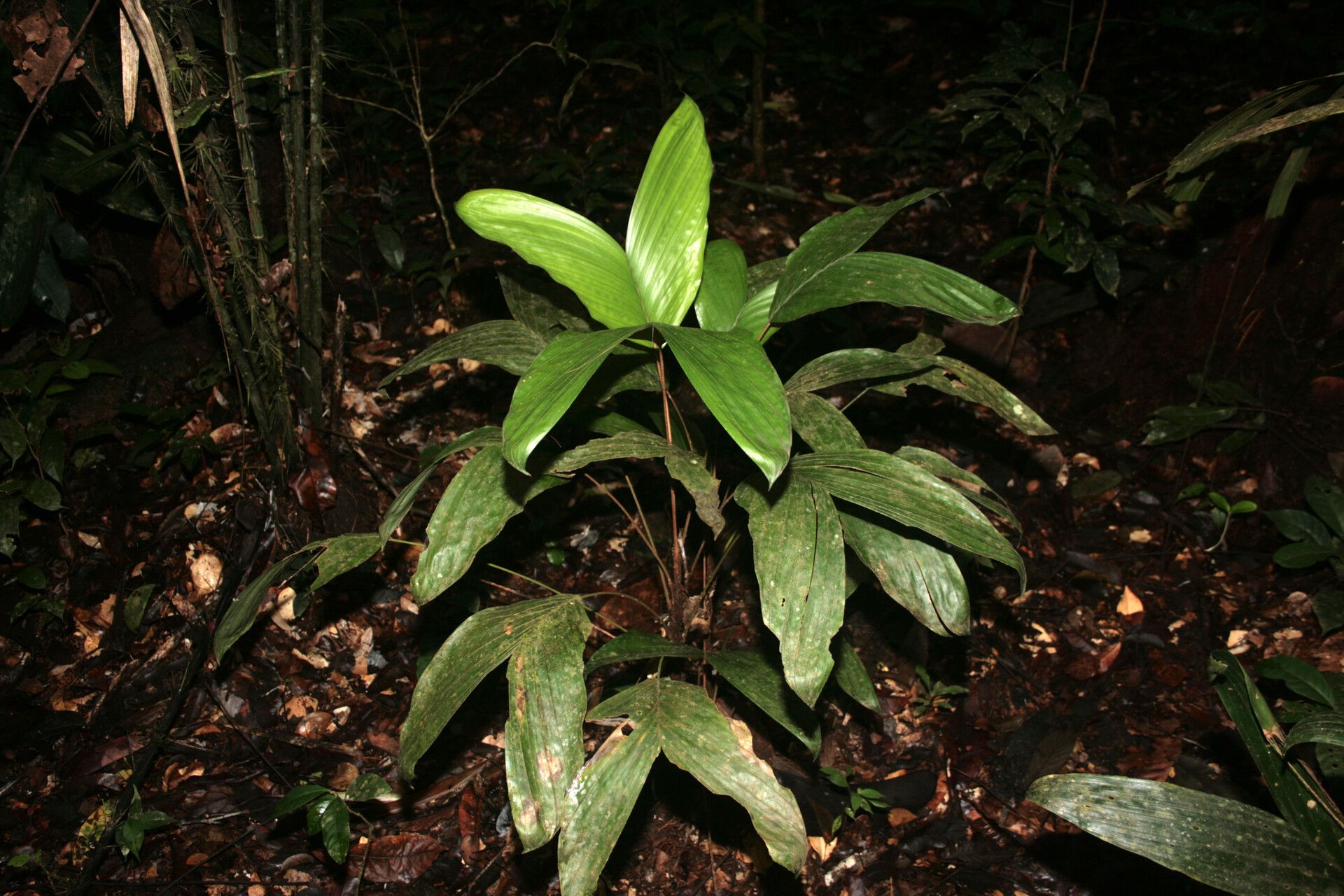 Bactris oligocarpa habit