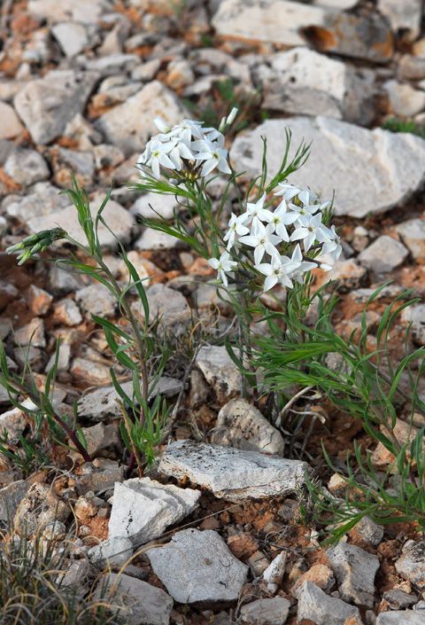 Amsonia tharpii habit