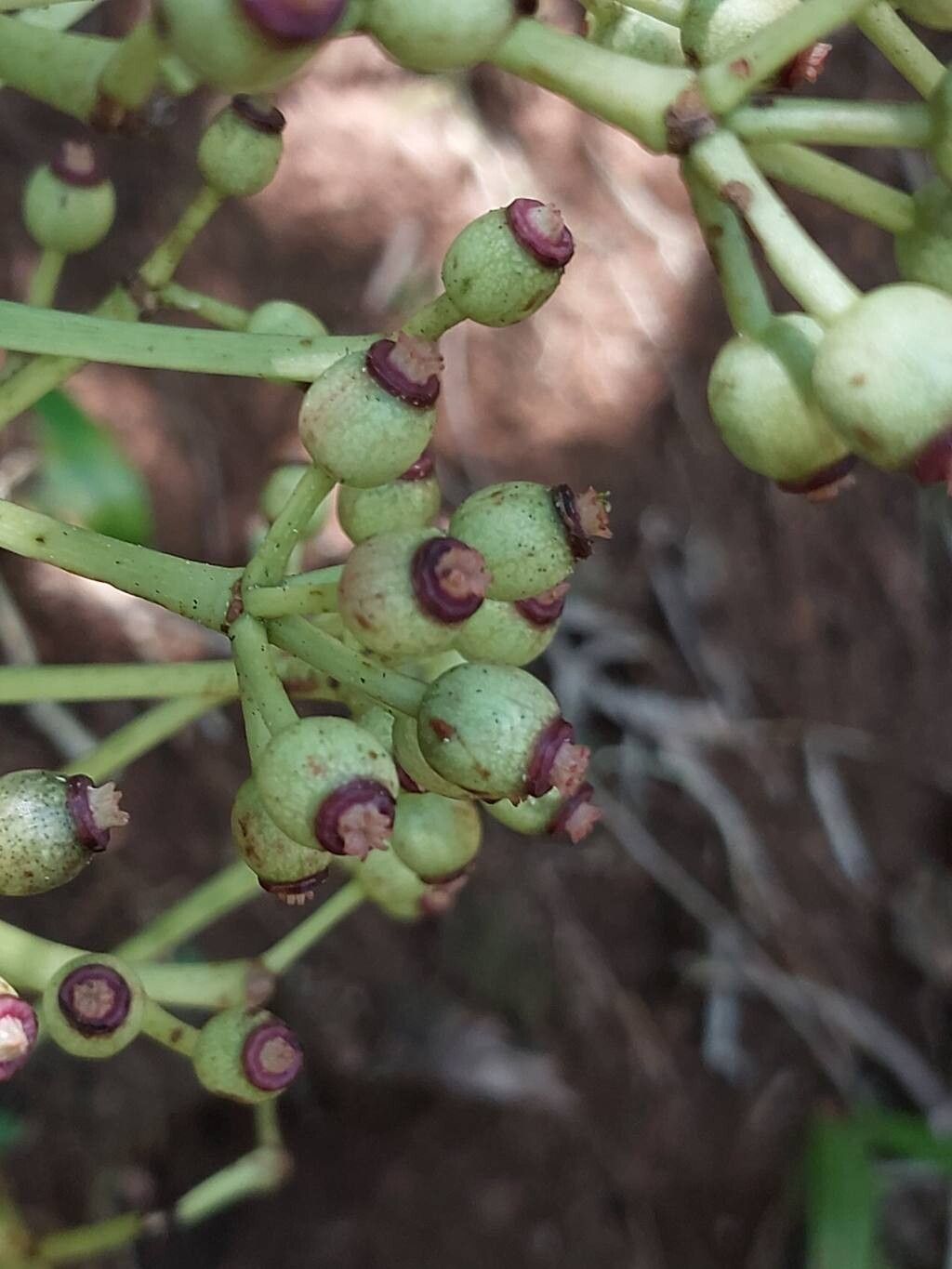 Polyscias amplifolia fruit