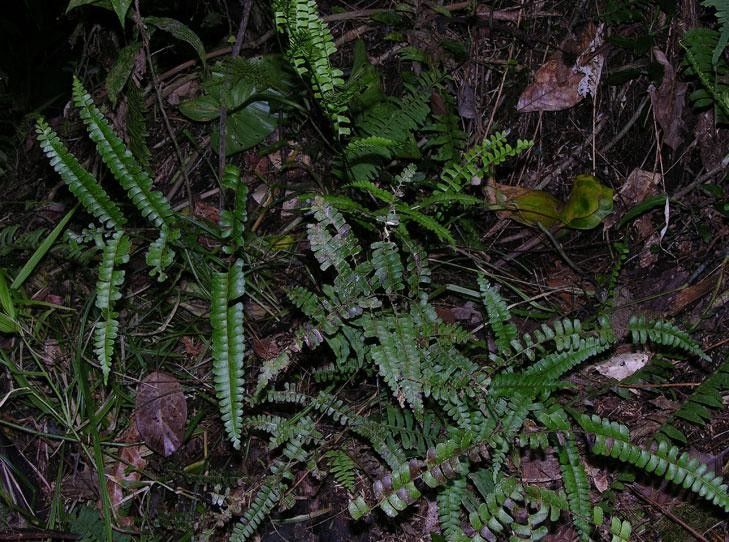Lindsaea quadrangularis habit