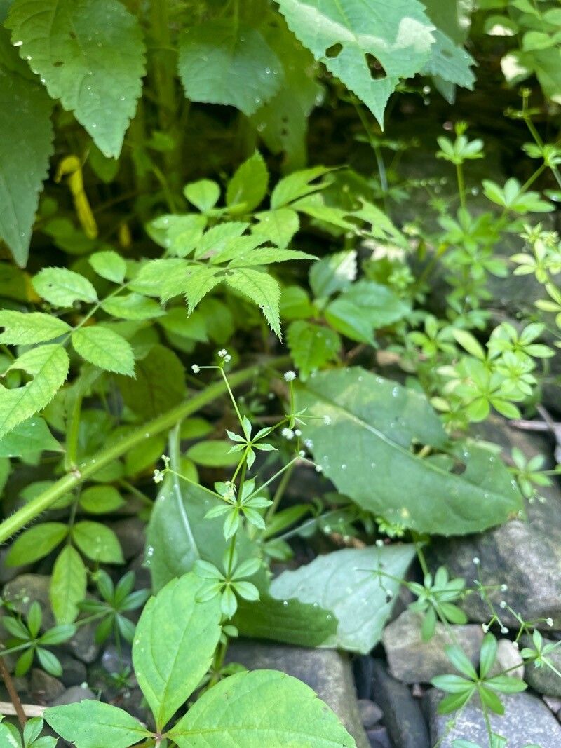 Galium triflorum flower