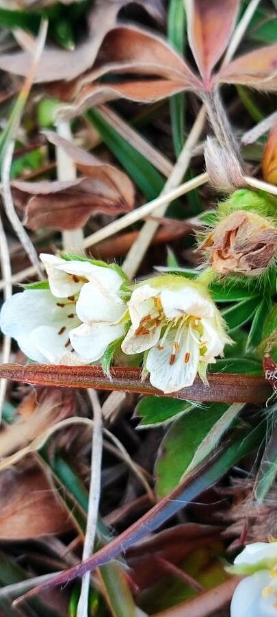 Potentilla alba flower