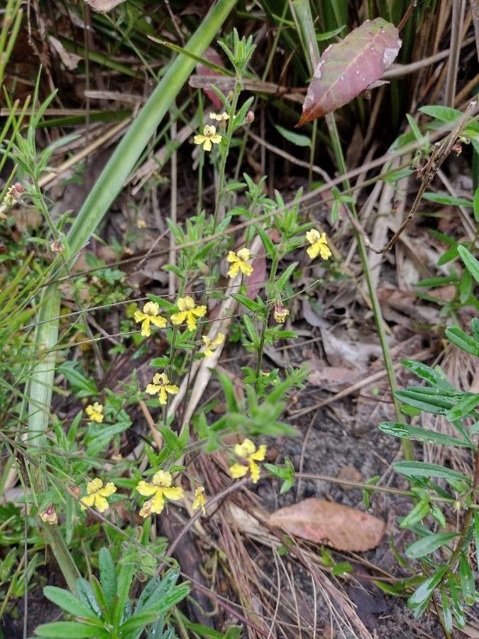 Goodenia heterophylla habit