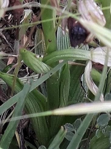 Ophrys bertolonii — search result for 'Albania'