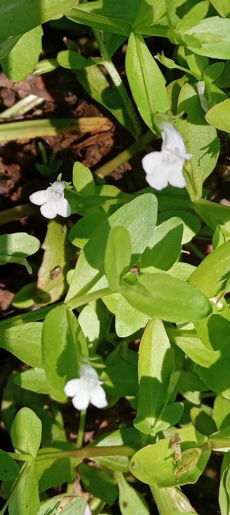 Lindernia dubia leaf