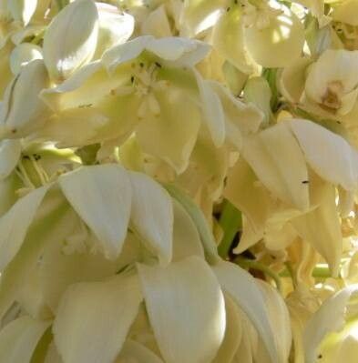 Yucca treculiana flower