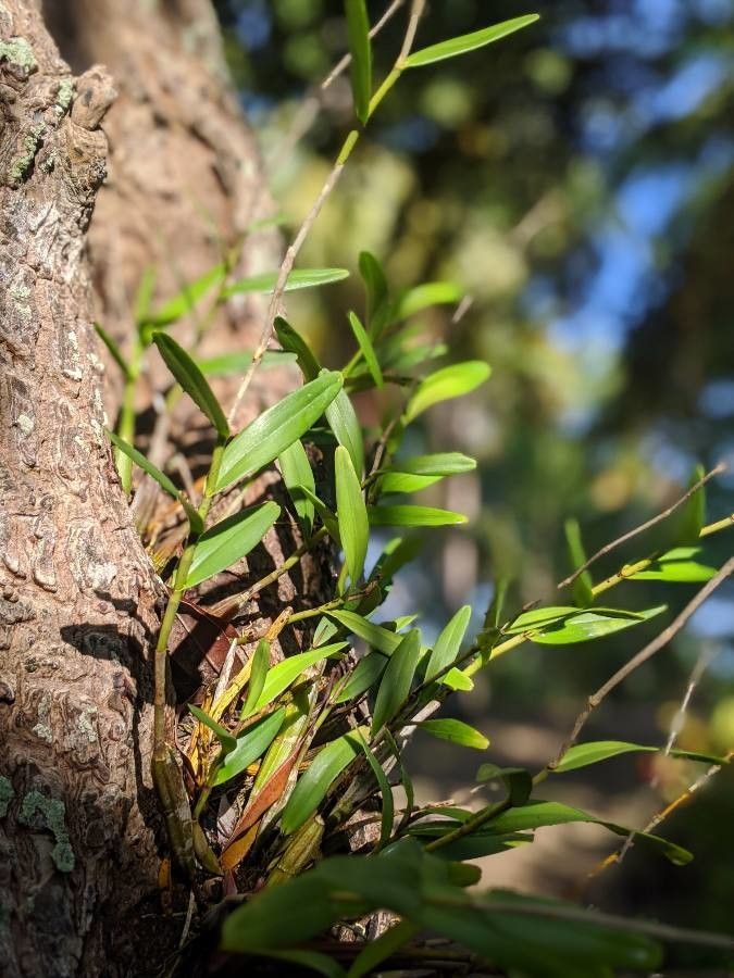 Dendrobium crassifolium — search result for 'Dendrobium'