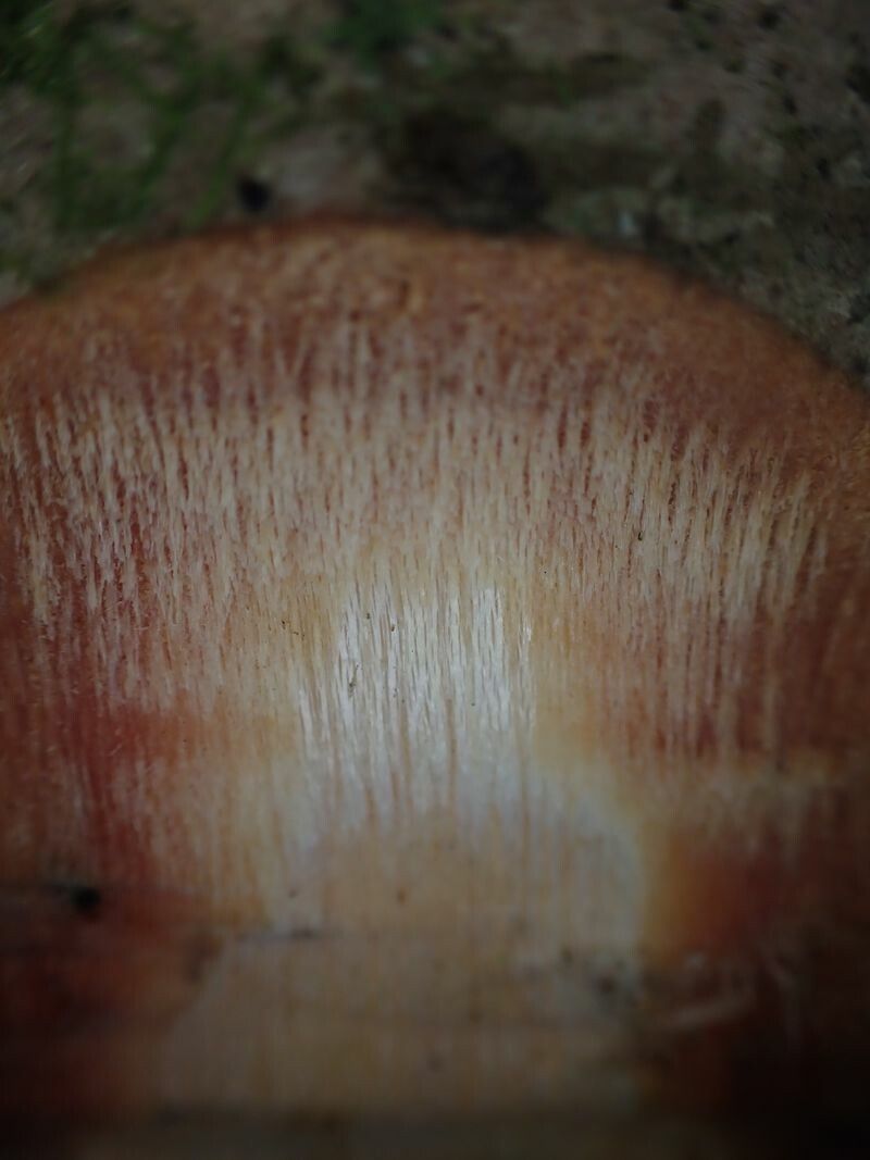 Xylopia quintasii bark