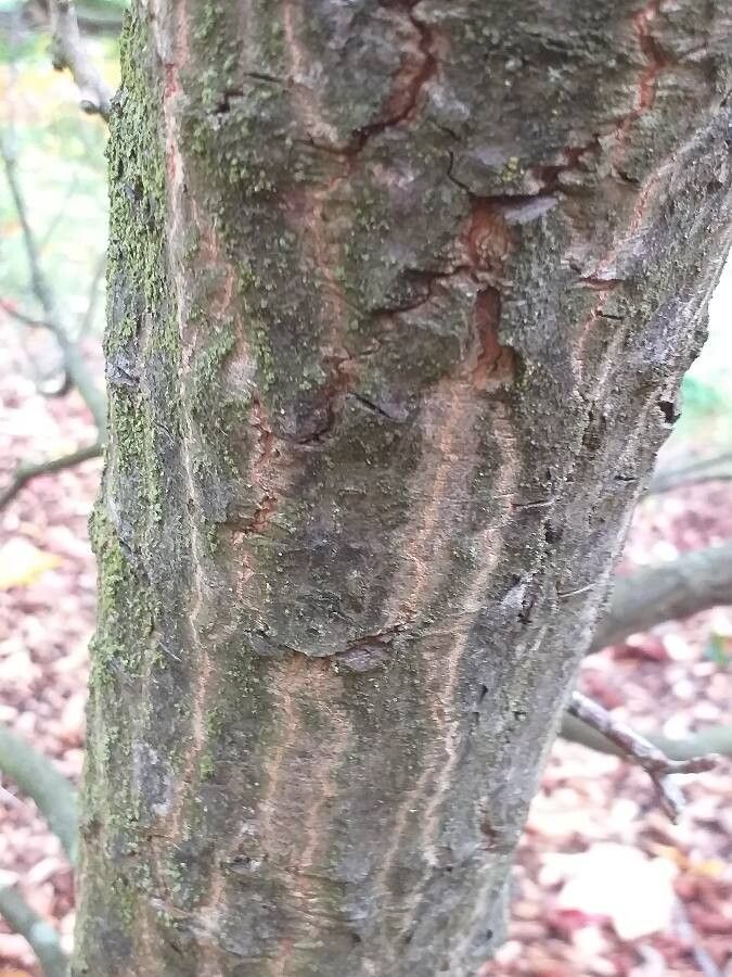 Franklinia alatamaha bark