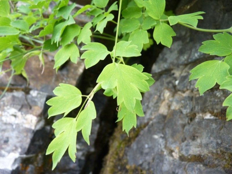 Thalictrum macrocarpum leaf