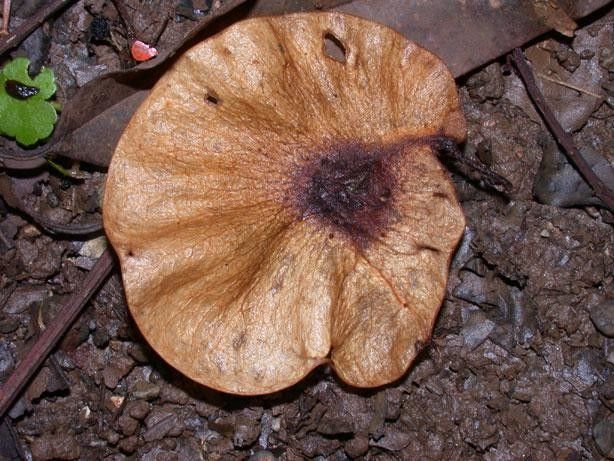Pterocarpus hayesii fruit