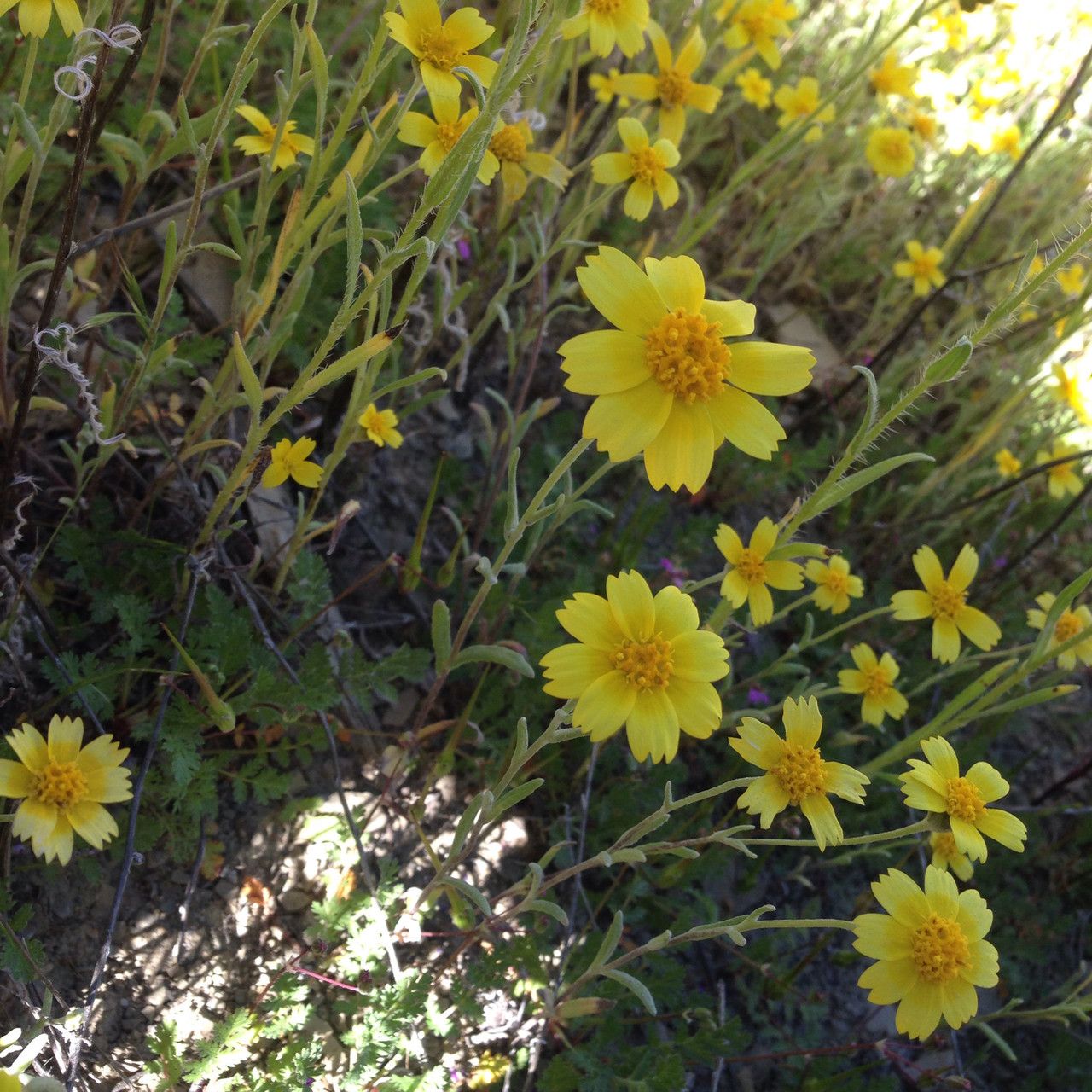 Monolopia stricta habit