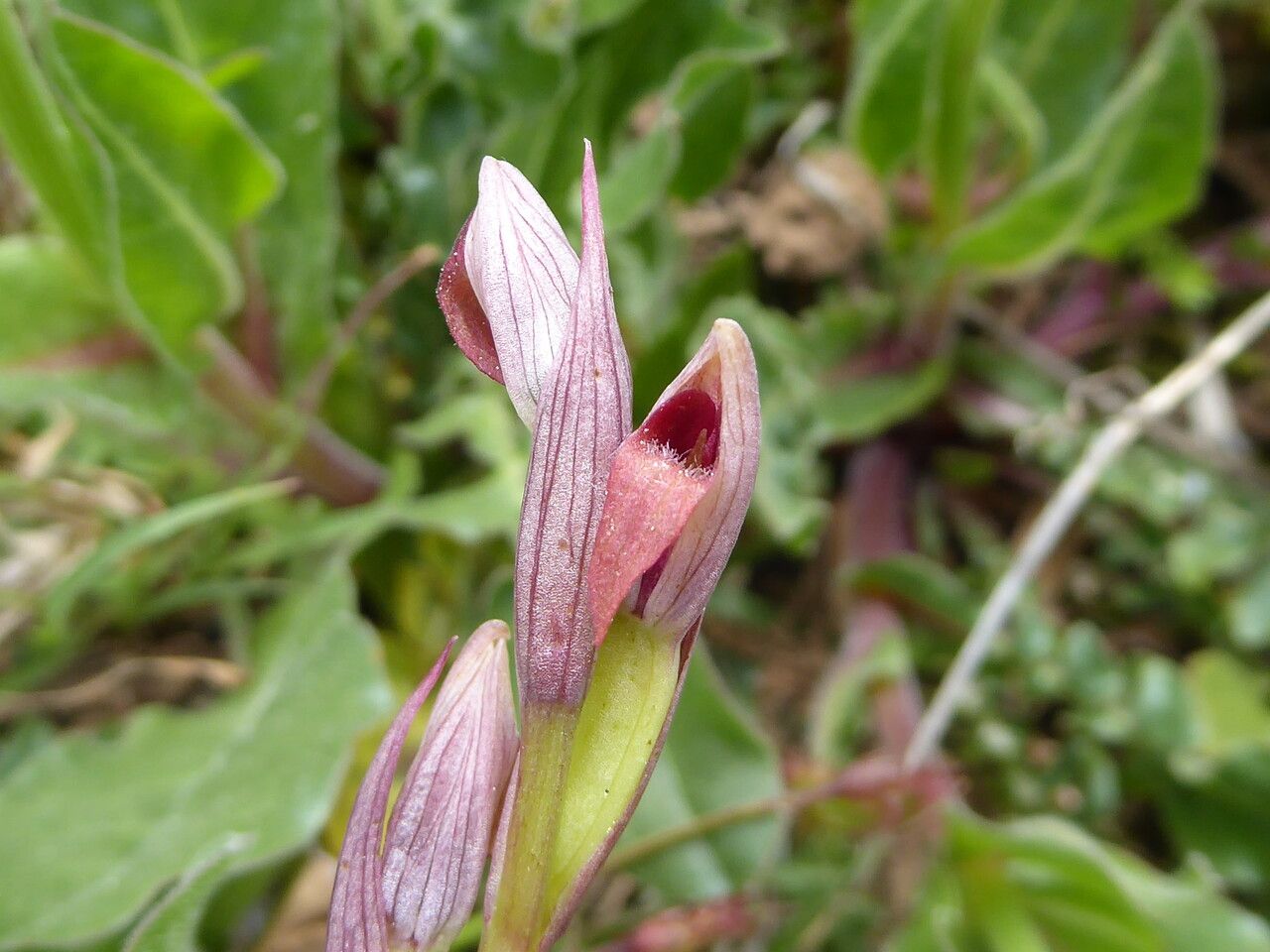 Serapias parviflora flower