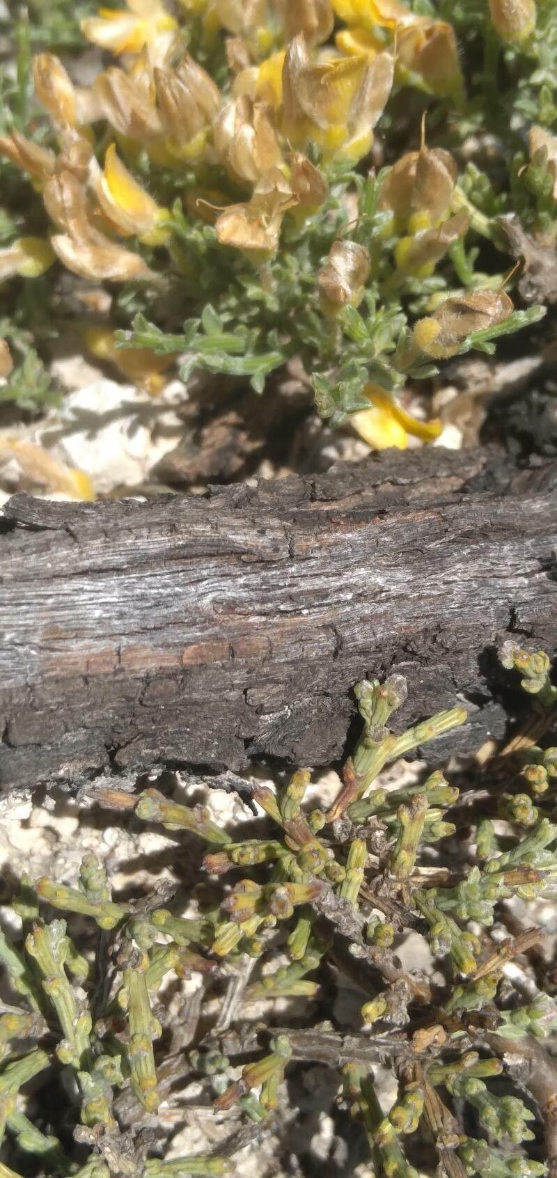 Genista lobelii bark