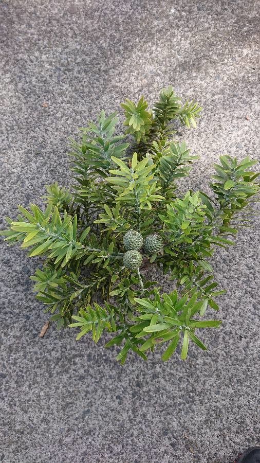 Agathis australis fruit