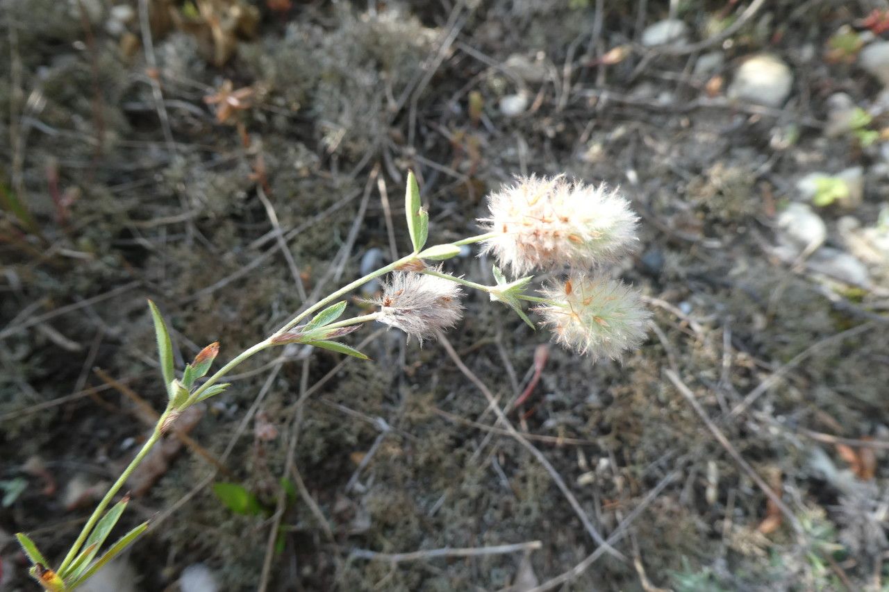 Trifolium strictum fruit