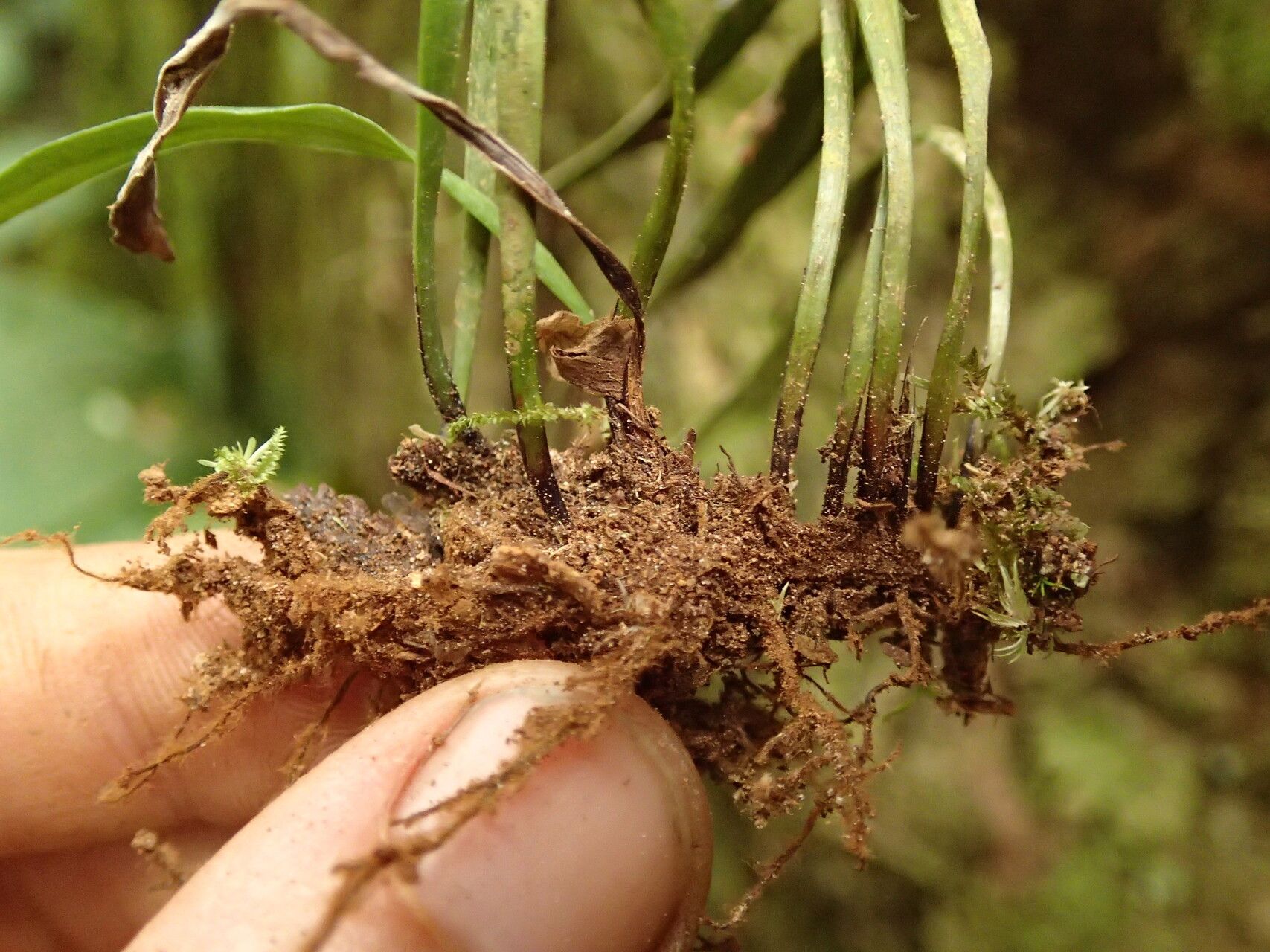 Haplopteris schaeferi other