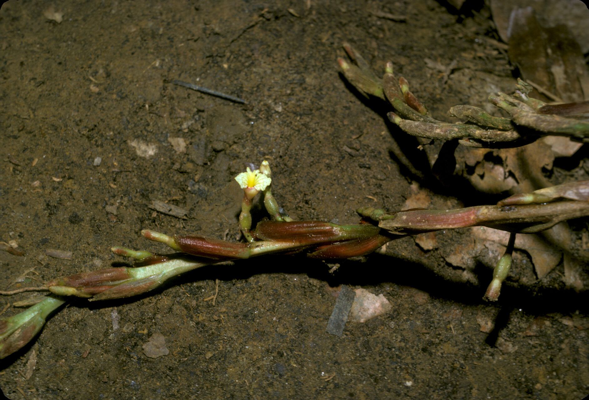 Renealmia orinocensis habit