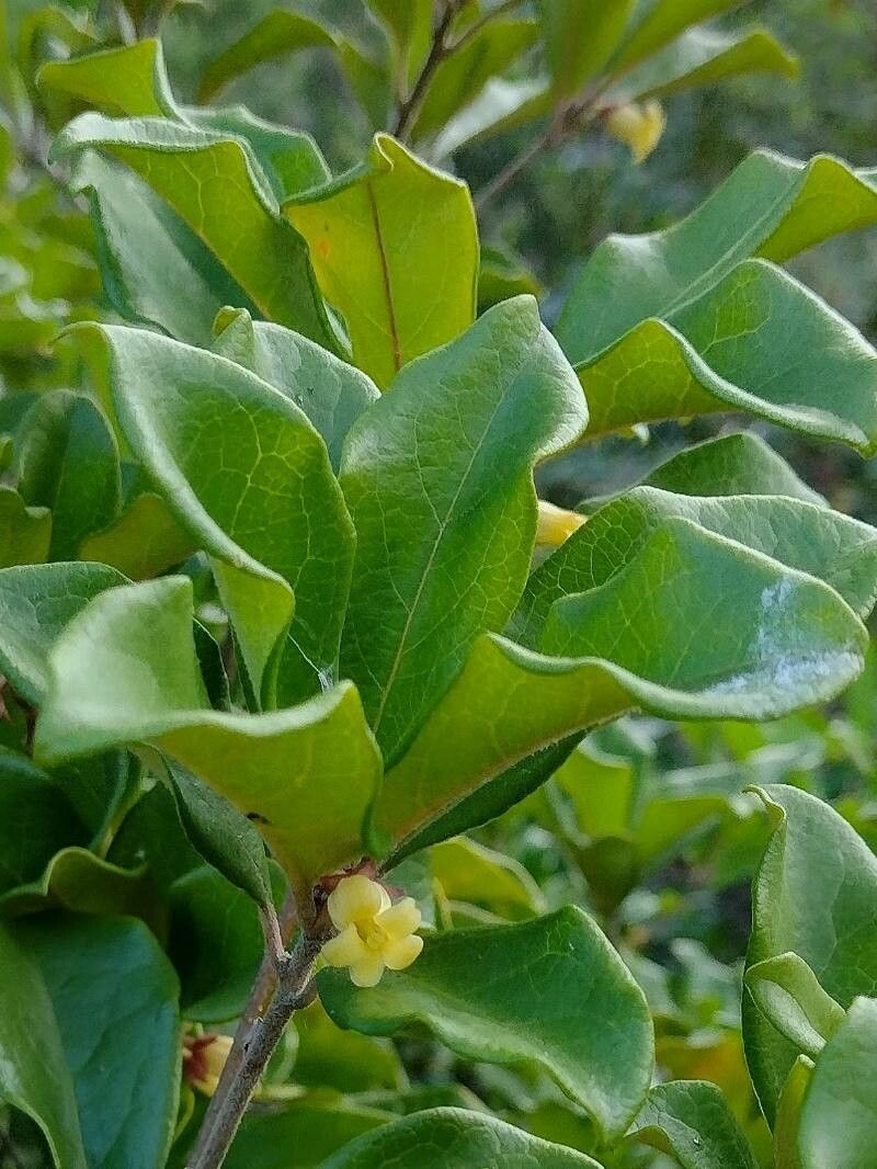 Pittosporum revolutum — search result for 'Pittosporum'