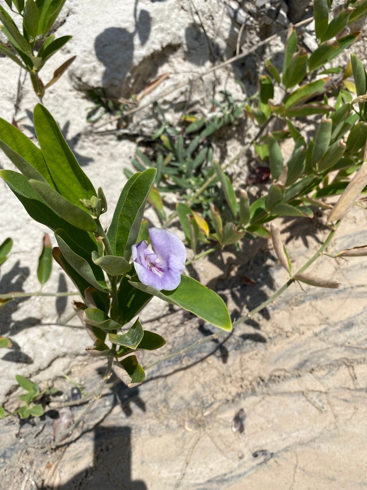 Clitoria laurifolia flower