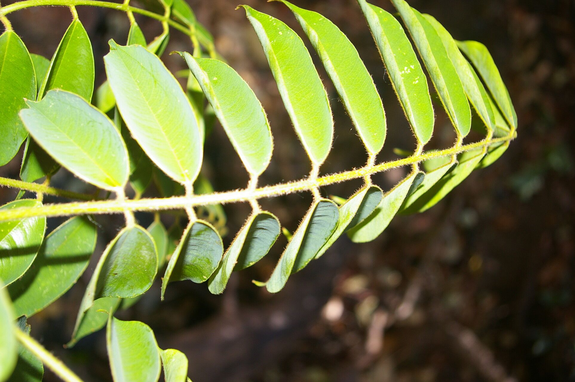 Machaerium kegelii leaf