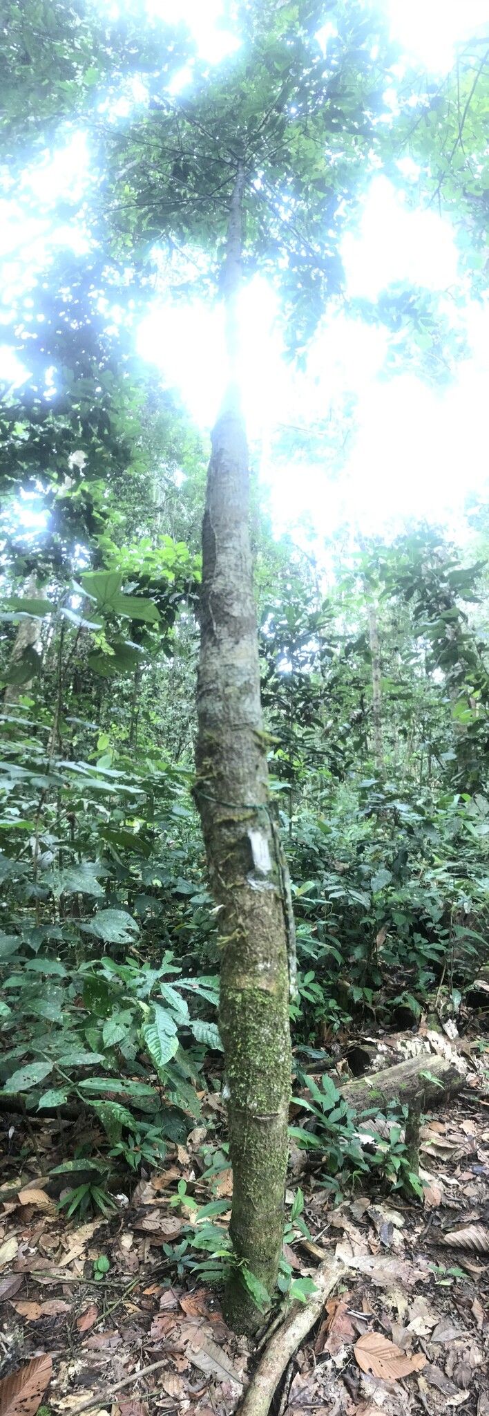 Duguetia spixiana bark