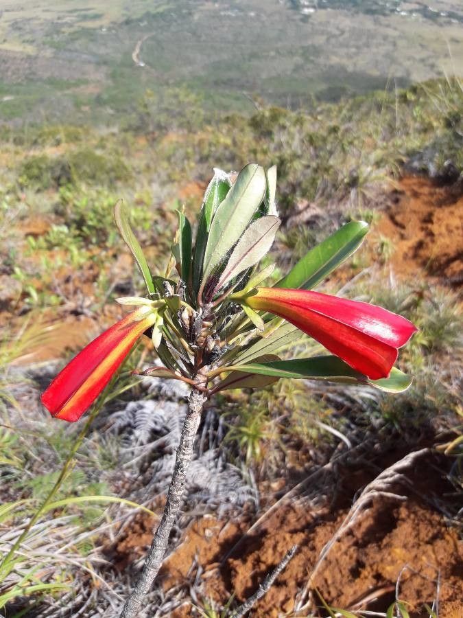 Thiollierea kaalaensis — houseplant care guide