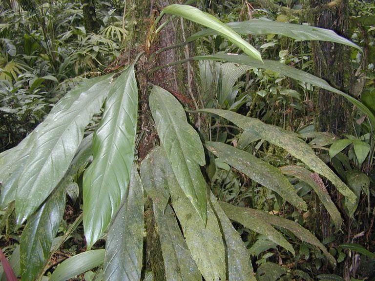 Philodendron cretosum — houseplant care guide