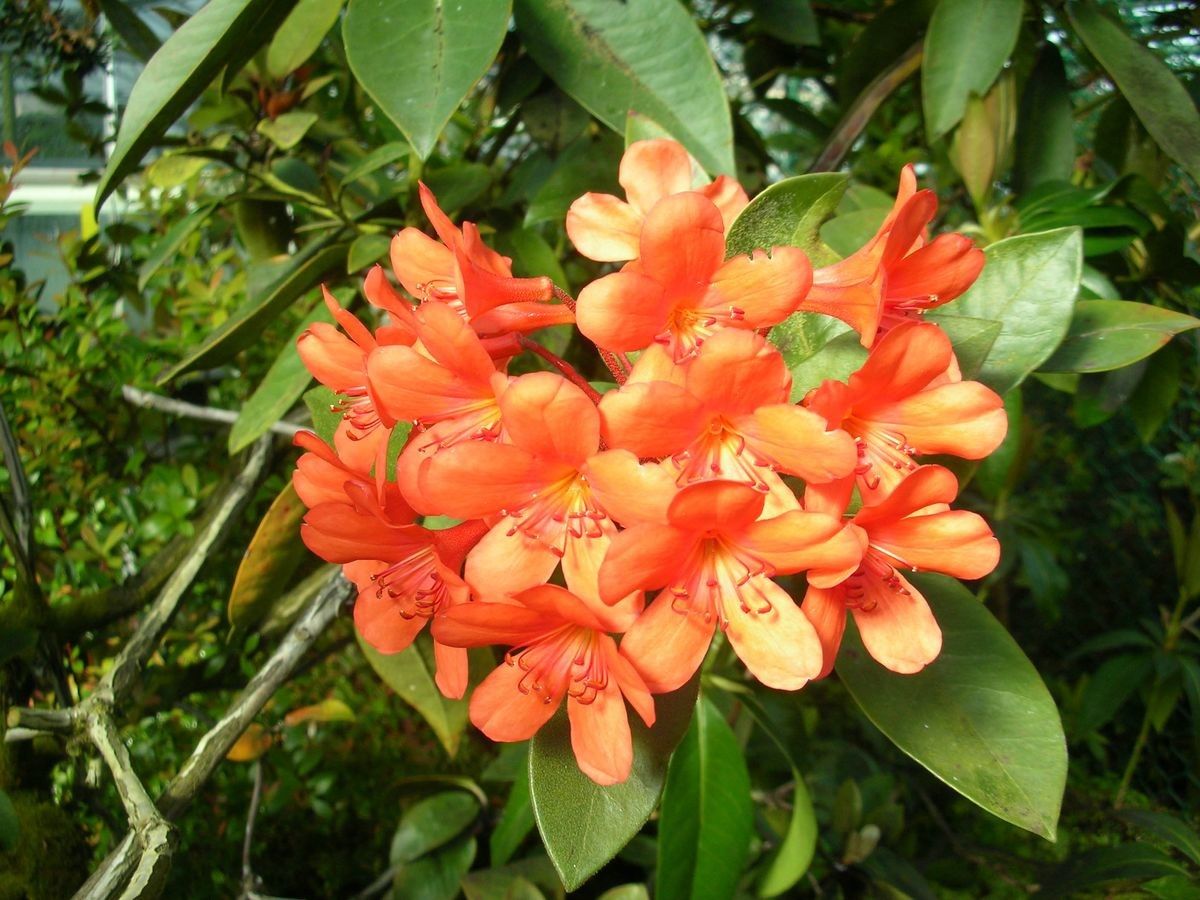 Rhododendron polyanthemum flower
