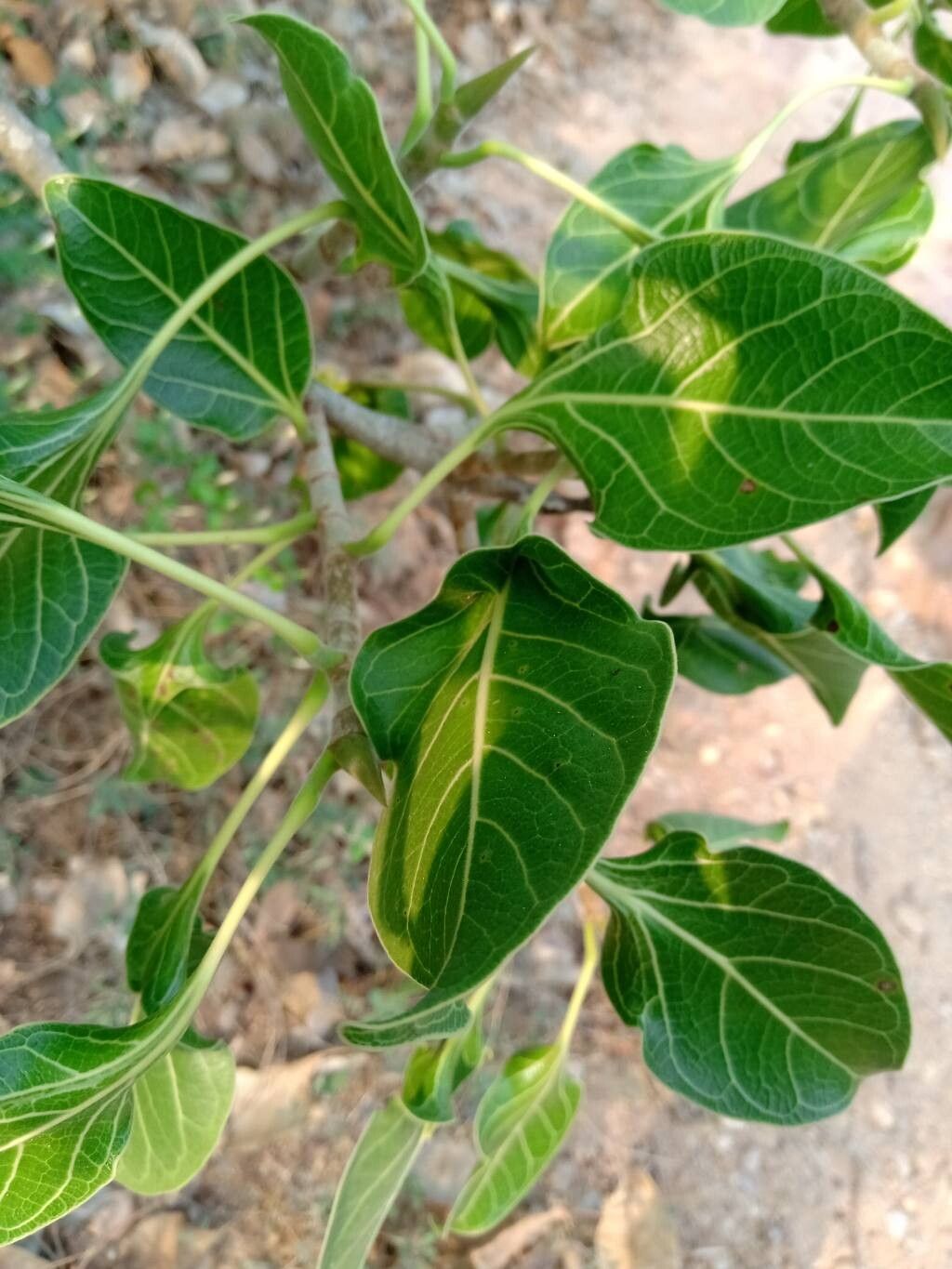 Ficus krishnae leaf
