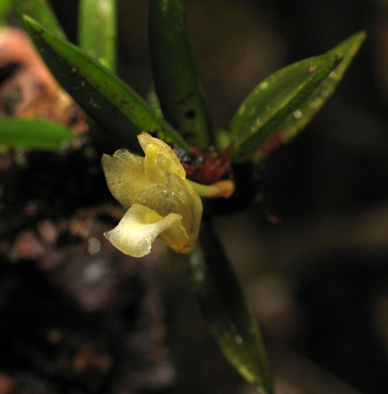 Maxillaria uncata — search result for 'Maxillaria'