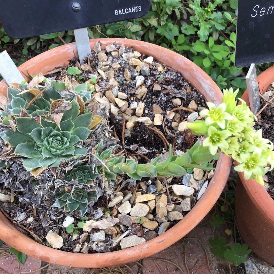 Sempervivum heuffelii flower