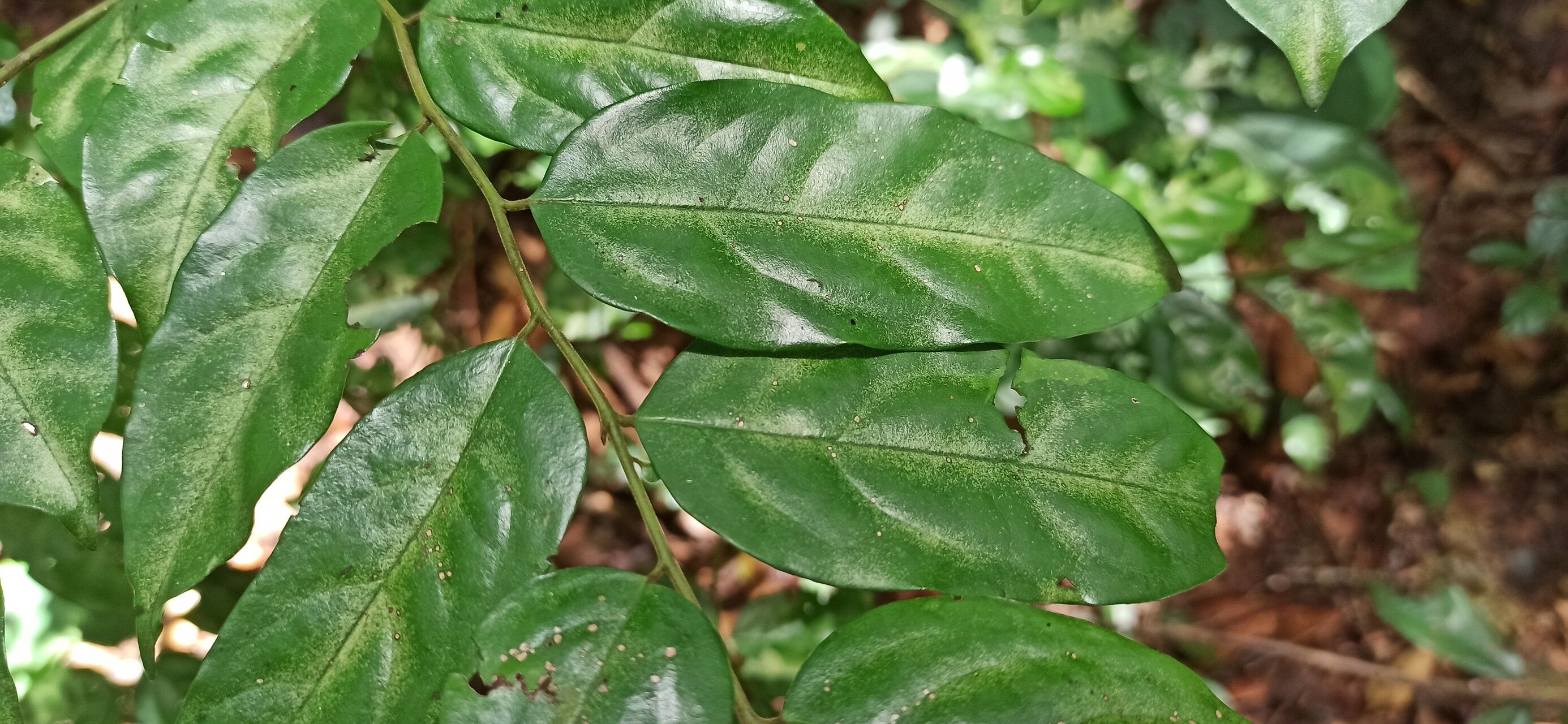Diospyros gracilescens leaf