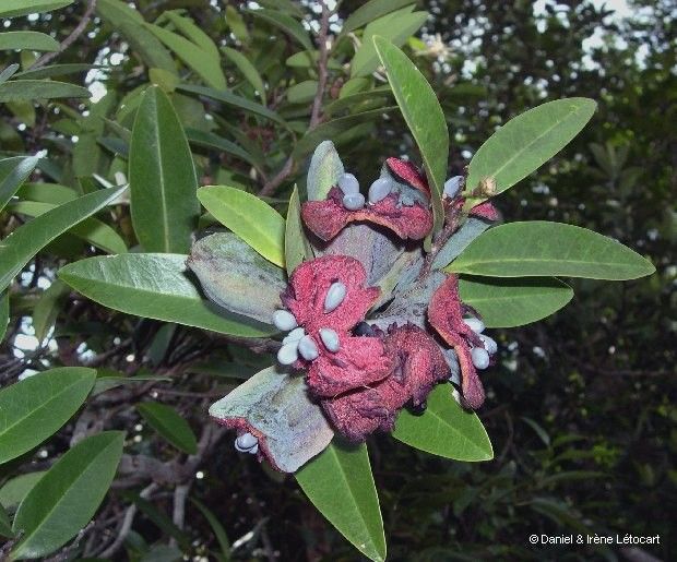 Xylopia pancheri fruit