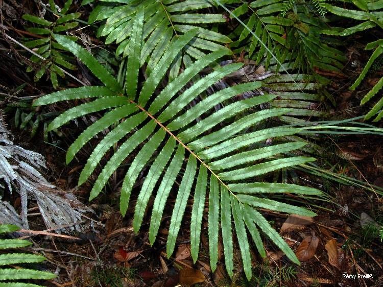 Blechnum confusum leaf