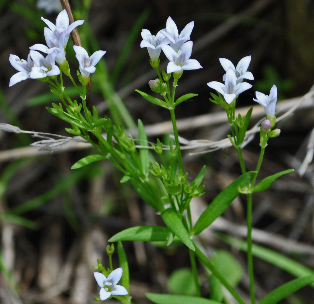 Houstonia longifolia habit