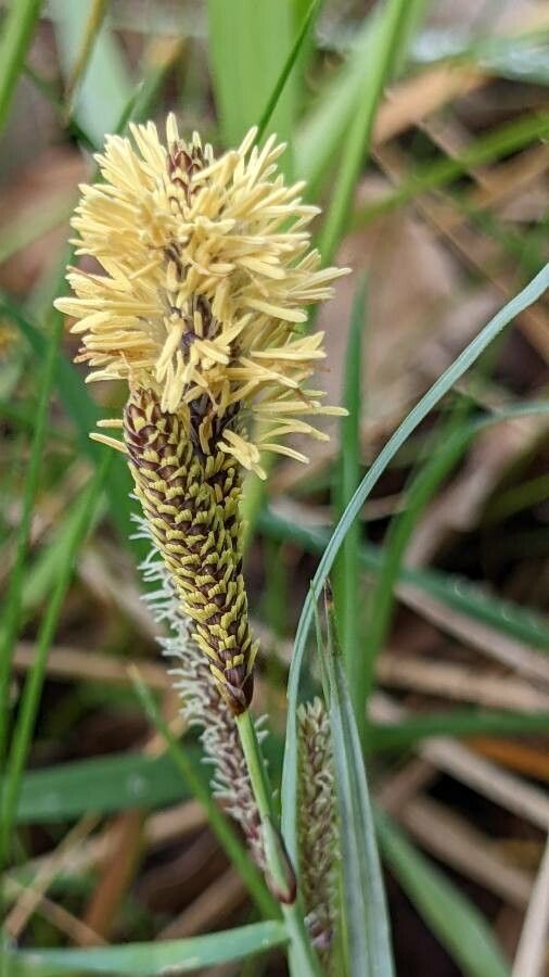 Carex acutiformis flower