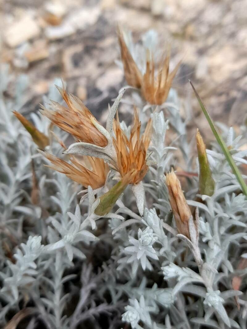 Lucilia recurva flower