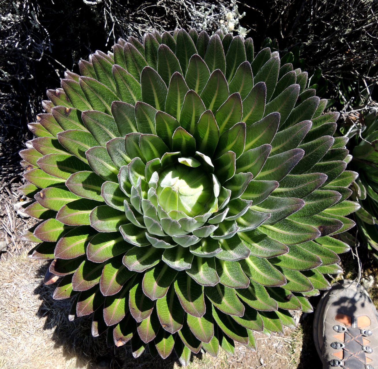 Lobelia deckenii — search result for 'Lobelia'