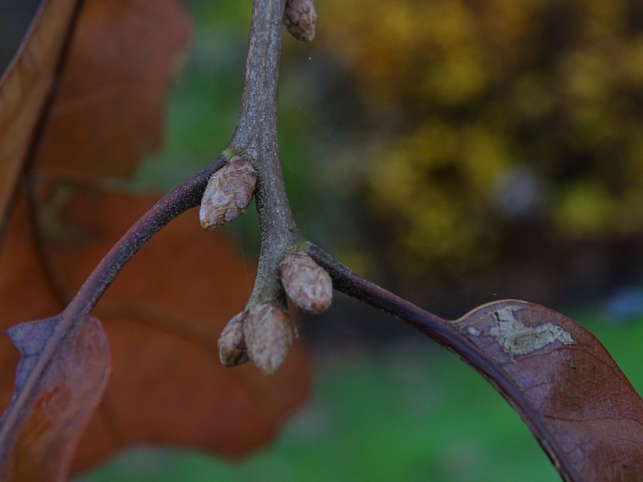 Quercus marilandica bark